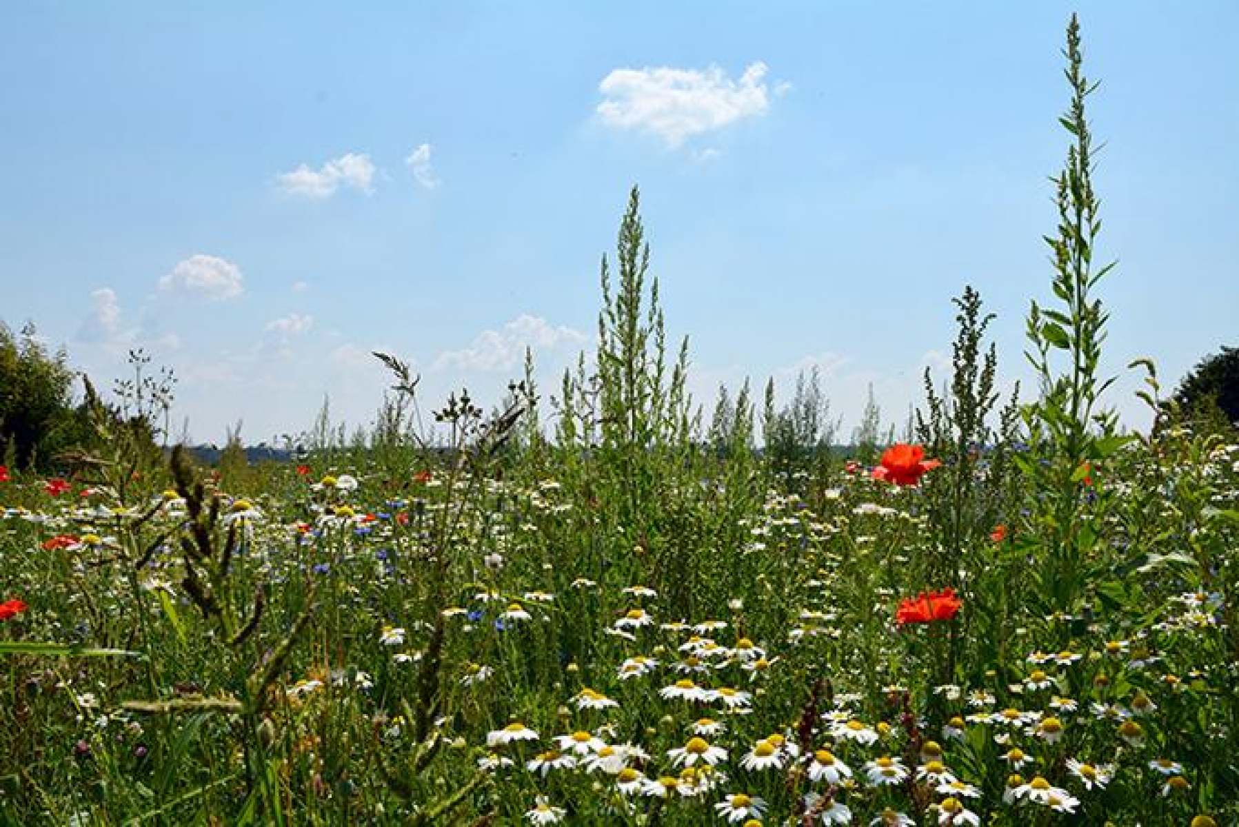 Grünflächen in Zeiten des Klimawandels