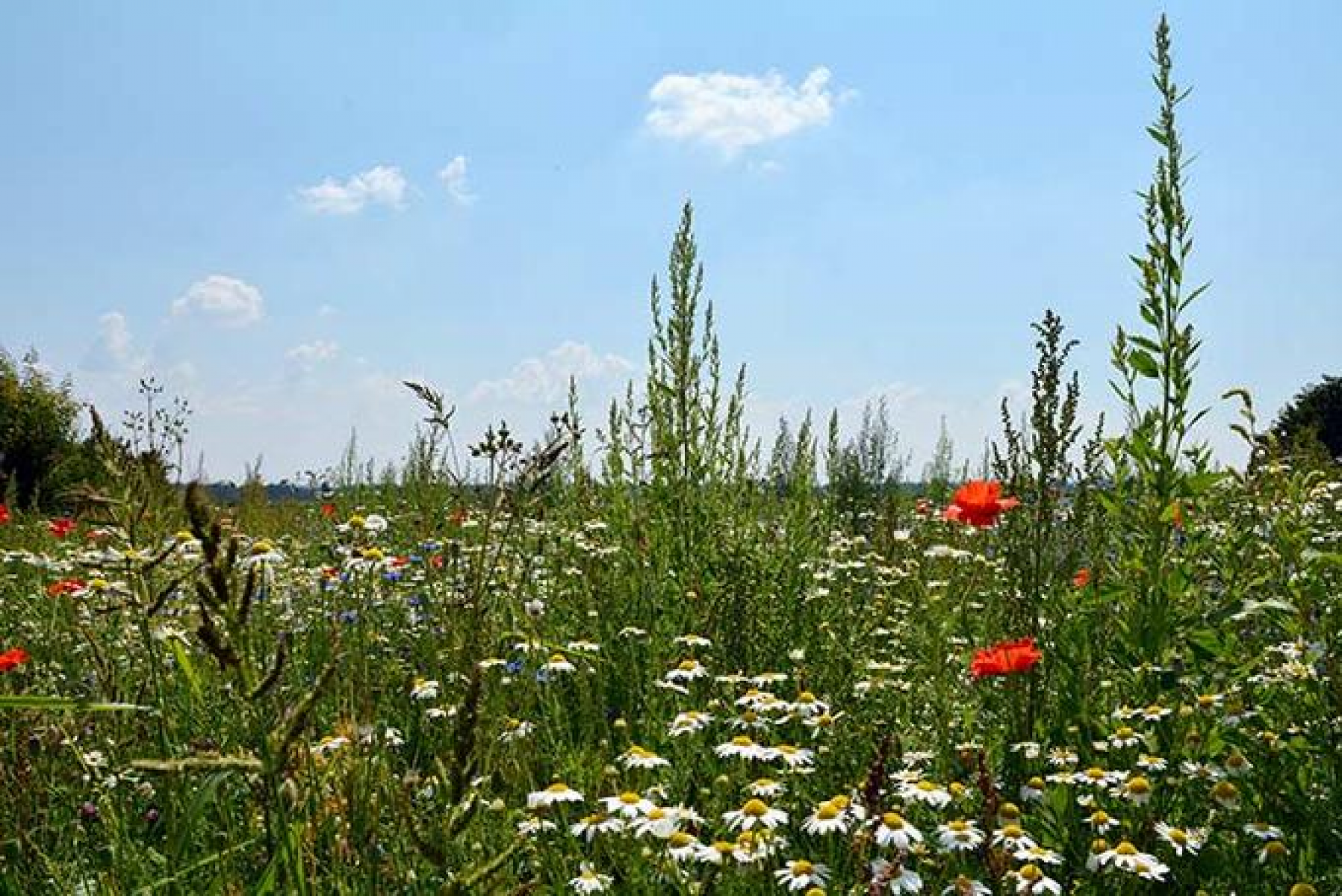 Landwirte unterstützen die Artenvielfalt