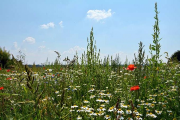 Landwirte unterstützen die Artenvielfalt - Image