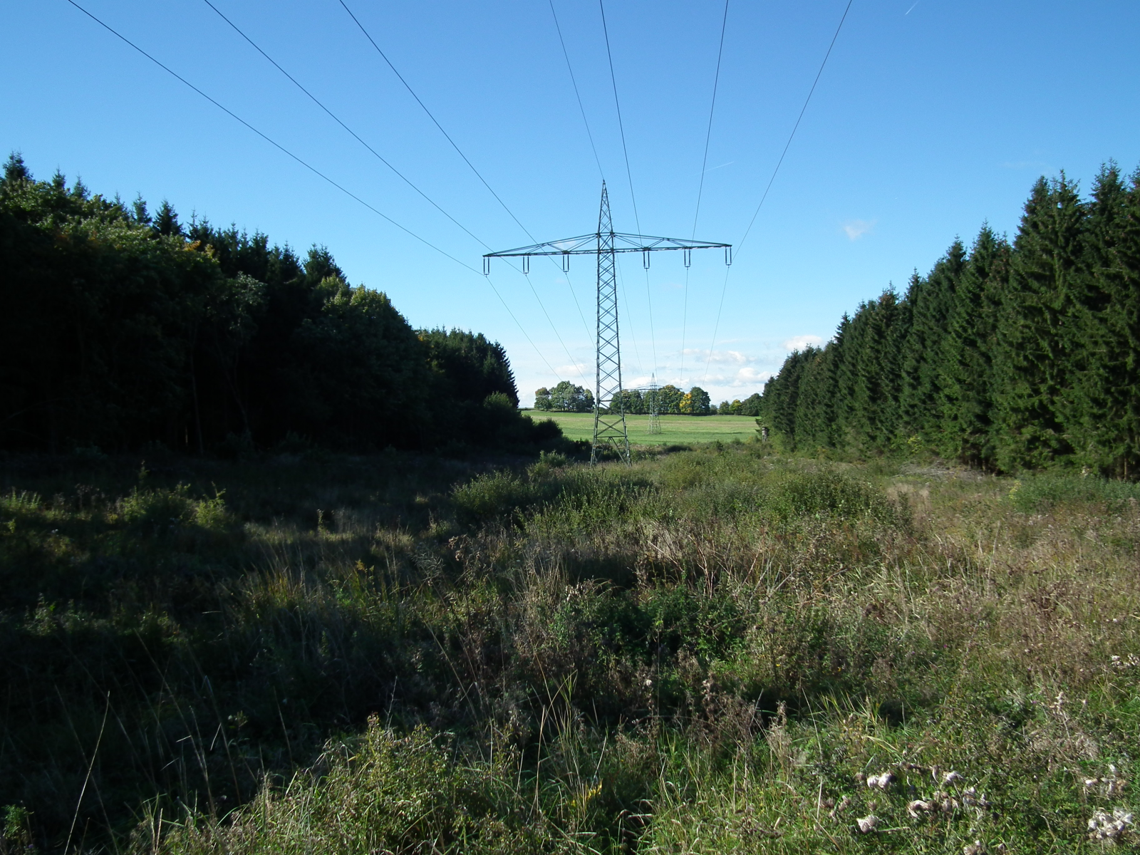 Für mehr Artenvielfalt unter Stromleitungen