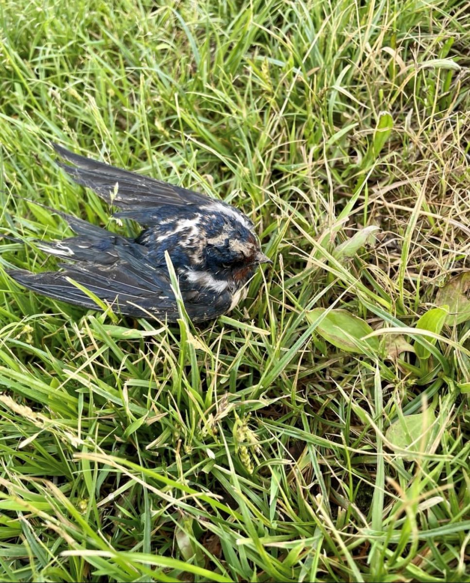 Netzwerk Wildvogelhilfe - Gemeinsam was bewegen! 