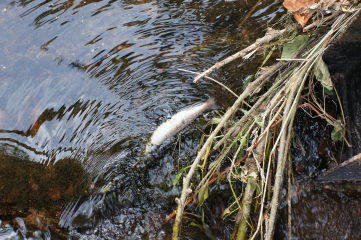 Großes Fisch- und Krebssterben - Image