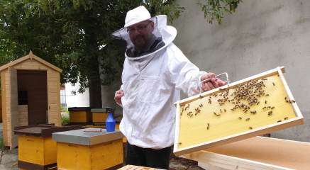 Bienen umschwärmen Berlin - Image