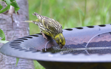 Erste Hilfe für Vögel und Insekten - Image