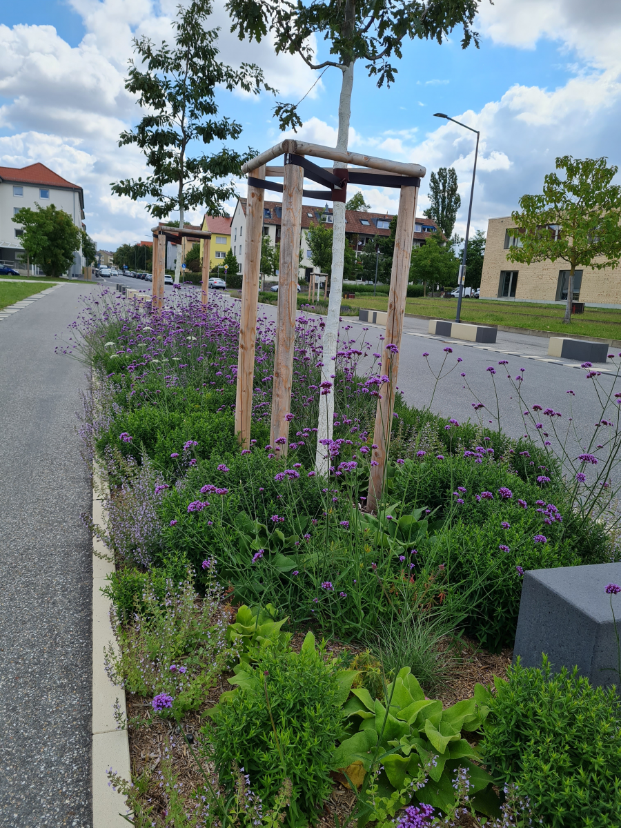 Gestresste Stadtbäume Die Strategie des Gartenamts beim Pflegen