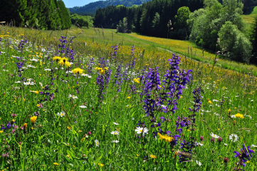 Im Fokus des Wettbewerbs stehen dieses Jahr Acker- und Grünlandflächen wie diese artenreiche Wiese bei Frittlingen (Kreis Tuttlingen). Foto: H. P. Döhler 