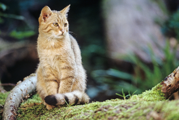 Europäische Wildkatze vor den Toren Berlins - Image