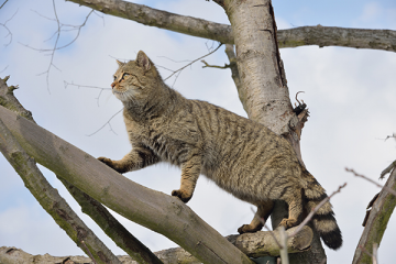 Europäische Wildkatze vor den Toren Berlins