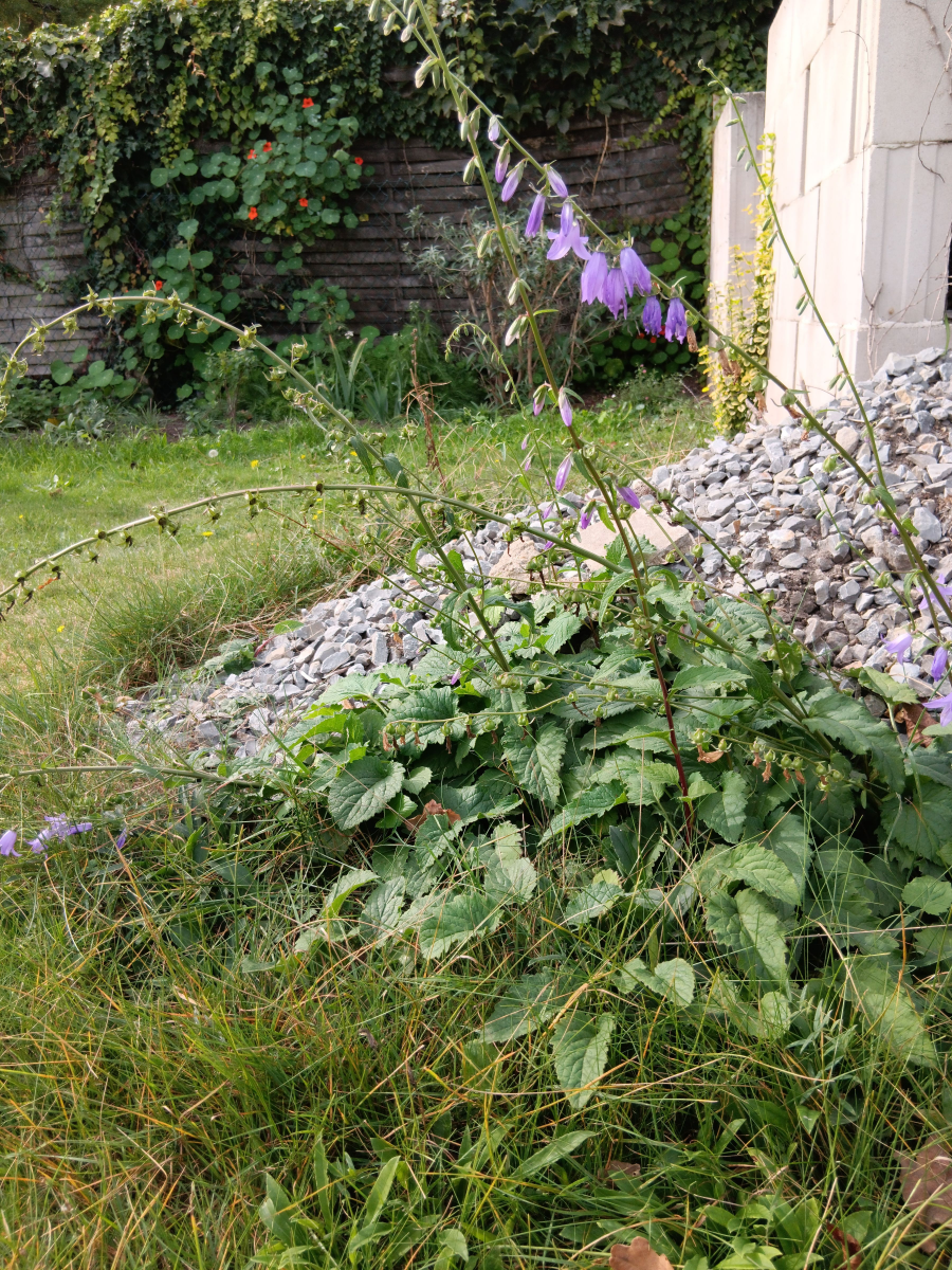 Arten im Garten: Tiere brauchen Winterquartiere